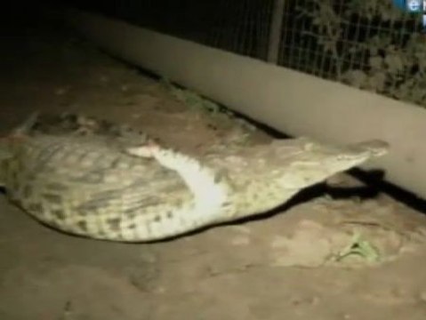 A la caza de 15.000 cocodrilos sueltos