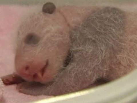 La reserva de osos panda de China apuesta por la calidad