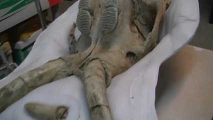 Λος Άντζελες: Προϊστορικά απολιθώματα στα έργα του μετρό