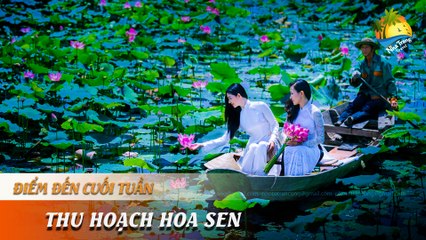 [ĐIỂM ĐẾN CUỐI TUẦN] - SAY ĐẮM VỚI VẺ ĐẸP TINH KHÔI CỦA HOA SEN | NHA TRANG TRAVEL