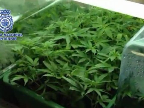 La Policía desmantela una red de cultivo de marihuana que se comercializaba en Madrid