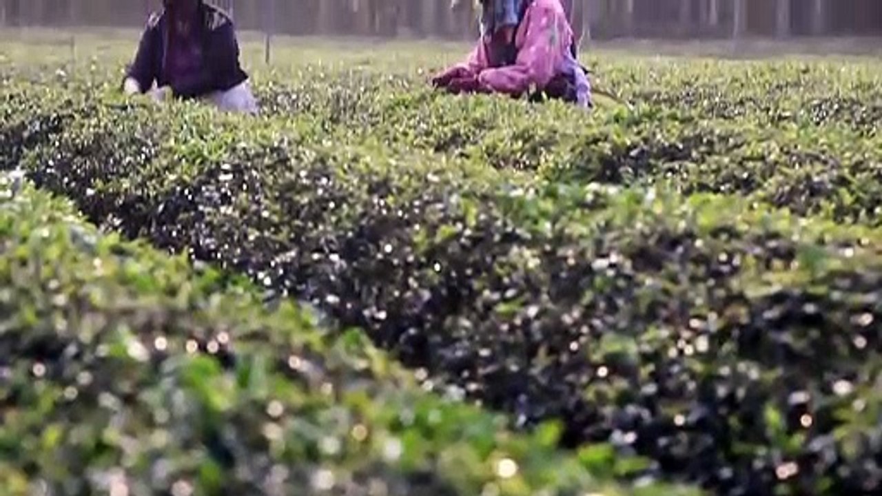 Tea Process