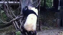 Panda mummy and her baby