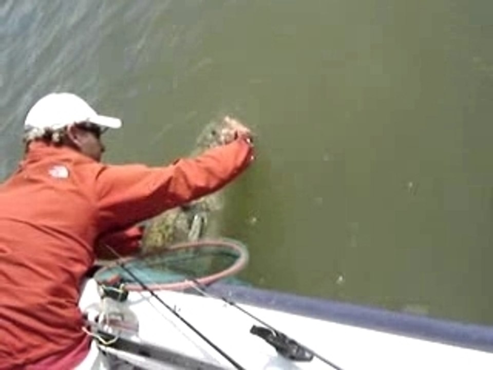 remise a l'eau du silure de Daniel 1m90...