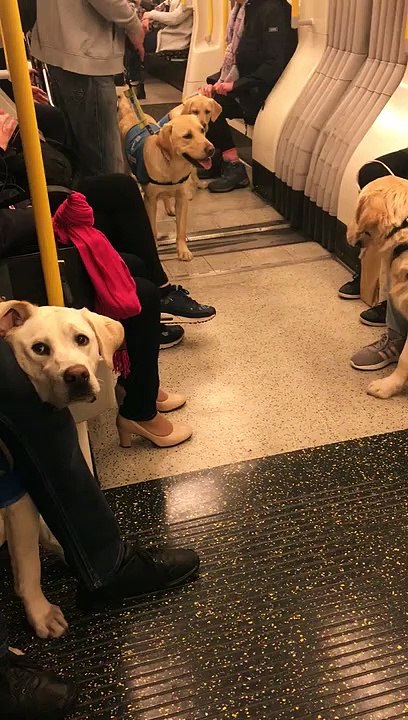 London Underground carriage filled with guide dogs on training day out