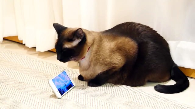 (강릉시출장마사지) ##P 100%후불-【 Ø1Ø↔6648↔8529카톡SBS88】강릉시출장안마, 강릉시출장안마후기, 강릉시출장안마'만족τ강릉시출장안마'만족도1위 20대여대생의 최상위 서비스