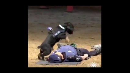 (정선출장마사지) ##P 100%후불-【 Ø1Ø↔6648↔8529카톡SBS88】정선출장안마, 정선출장안마후기, 정선출장안마'만족τ정선출장안마'만족도1위 20대여대생의 최상위 서비스