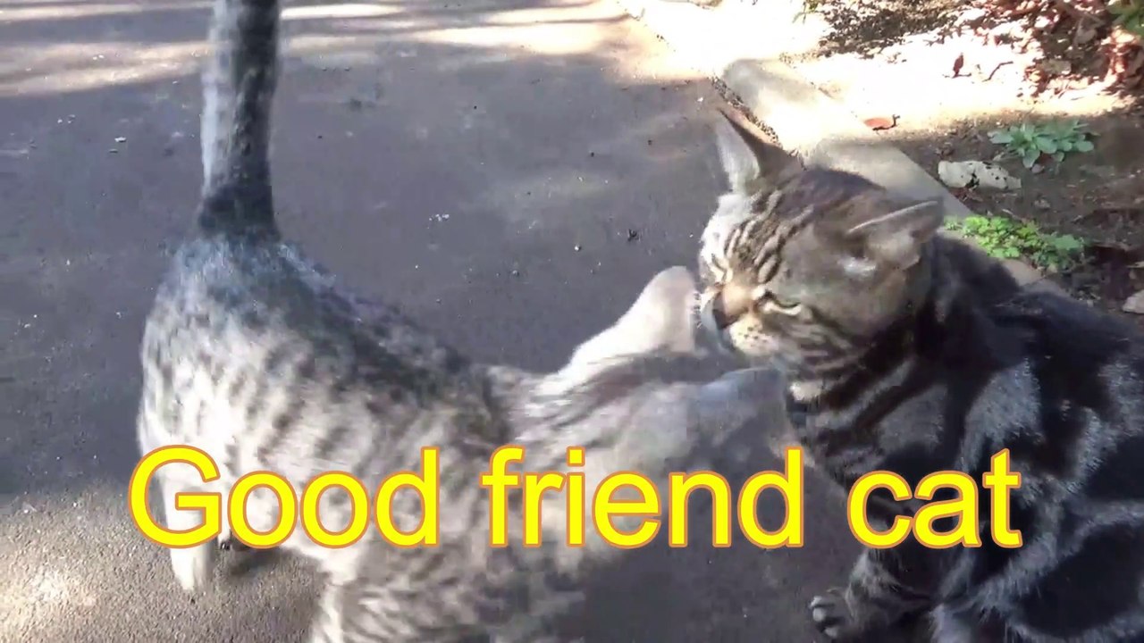 Bon ami chat