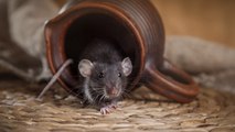 ¿Qué comen los ratones y las ratas?