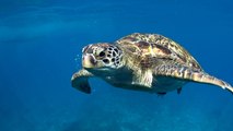 La cruda realidad de las tortugas de agua