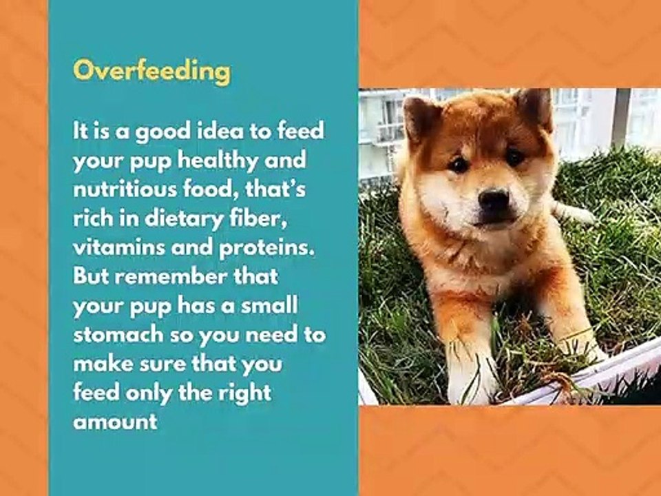 Pooch Patch Customers Reviews on Artificial Grass - Best Care for your dogs