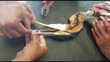 Vet saves crane's life by pulling out cruel bait spike from its throat