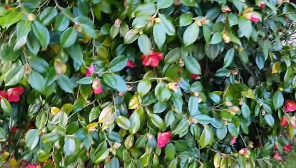 Fin d'après midi au jardin