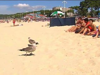 Ingenio para espantar las gaviotas