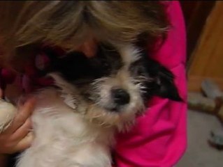 Un hombre tira a una perra preñada por encima de la valla de un refugio animal de Cambados