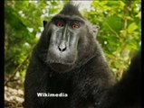 Polémica por los derechos del selfie de un mono