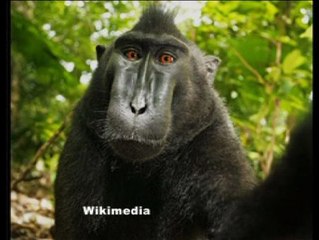 Polémica por los derechos del selfie de un mono