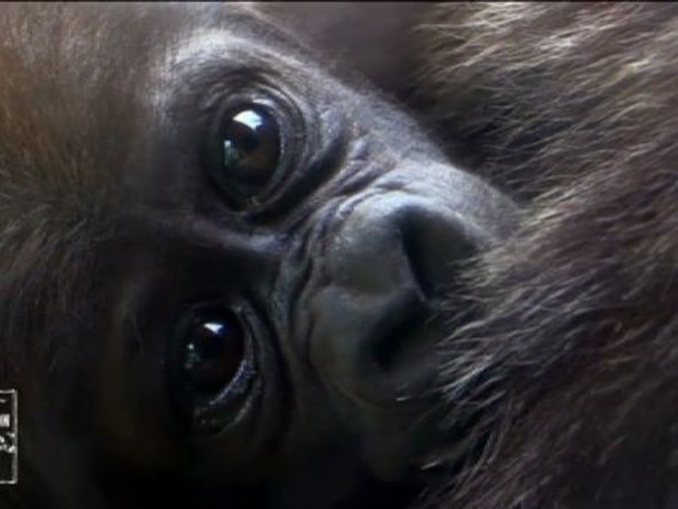 Nacen dos bebés gorila en el zoo de Nueva York