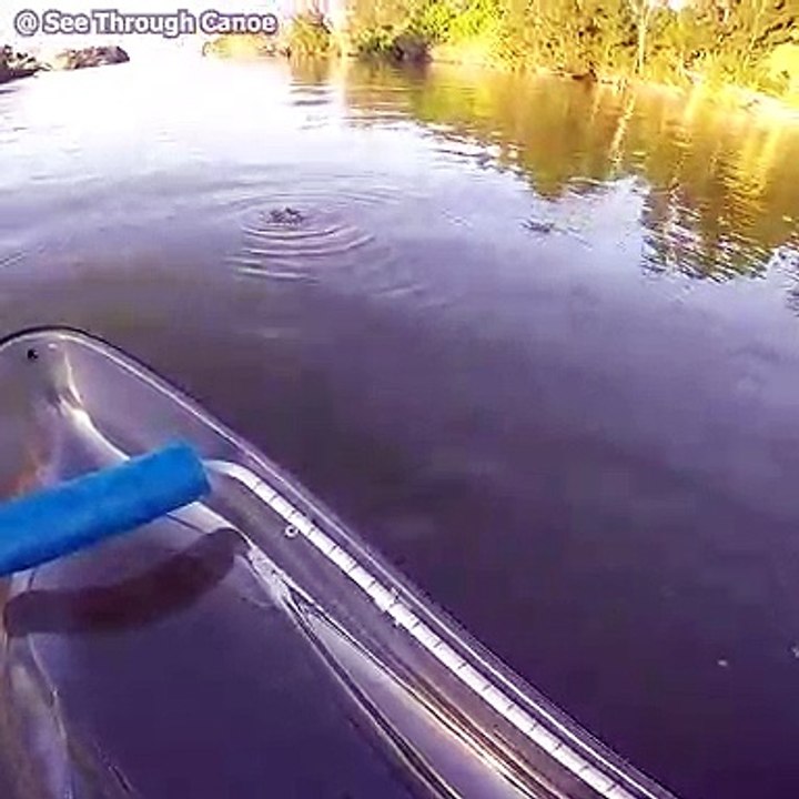 Un Limulidé ou crabe fer à cheval nage dans l'eau