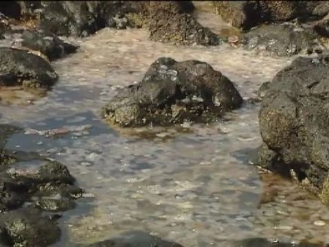 Las medusas se adueñan de las playas canarias