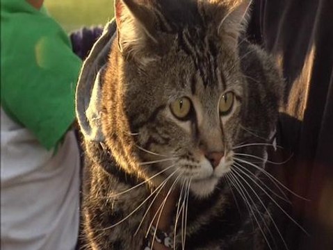Tara, la gata que salvó a un niño de un perro, es ya una celebridad