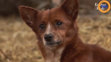 Séparé d’un ami très spécial, ce chien éclate en sanglots !