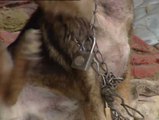 Condenado a seis meses de cárcel por maltrato animal