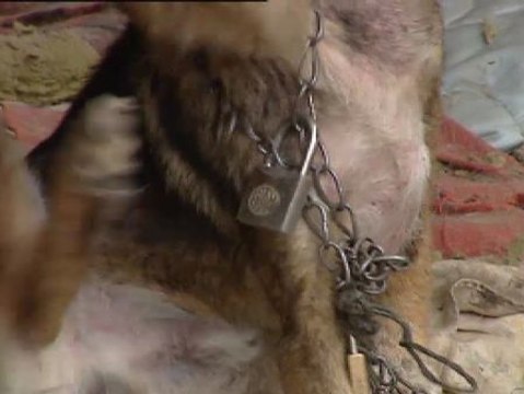 Condenado a seis meses de cárcel por maltrato animal