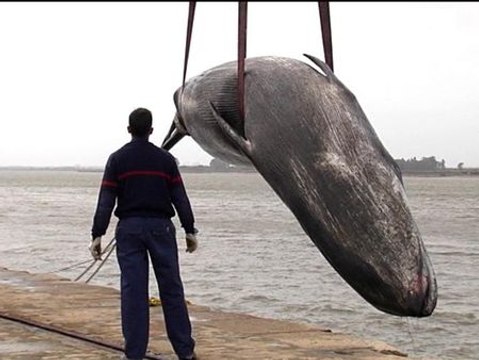 Aparece una ballena muerta varada en la ría de Huelva