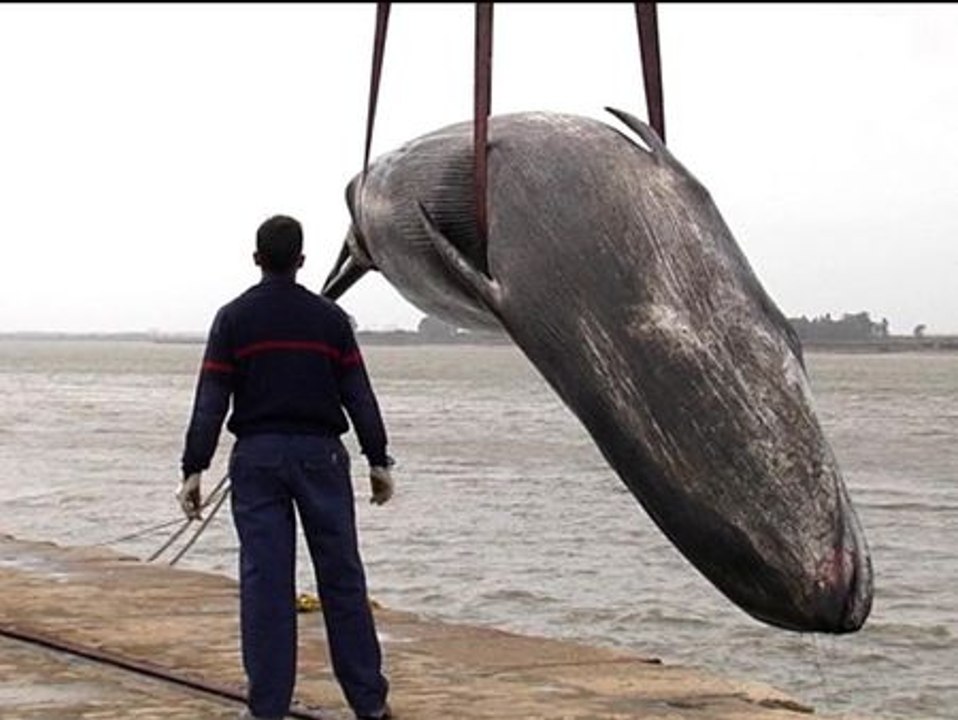 Aparece una ballena muerta varada en la ría de Huelva