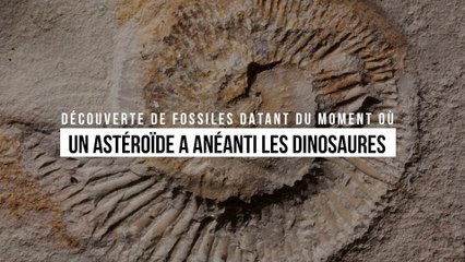 Découverte de fossiles datant du moment où un astéroïde a anéanti les dinosaures