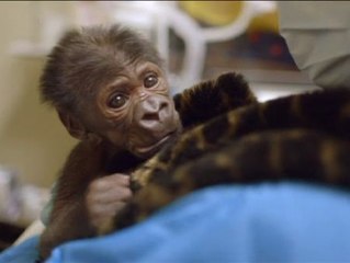 El bebé gorila de San Diego se recupera de la neumonía