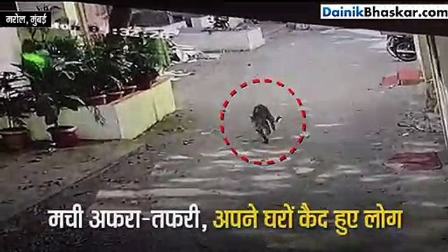 मरोल के रिहायसी इलाके में घुसा तेंदुआ, लोग अपने घरों में हुए कैद