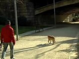Barcelona podría  multar con hasta 3.000 euros por ir con los perros sueltos por la calle y que hagan sus necesidades en la vía pública