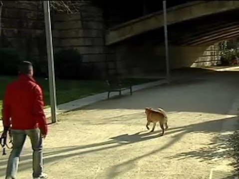 Barcelona podría multar con hasta 3.000 euros por ir con los perros sueltos por la calle y que hagan sus necesidades en la vía pública