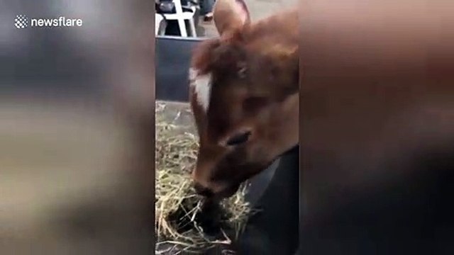 Therapy calf at New York farm shows love for his feeding wheelbarrow