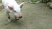 Un cerdo sin patas traseras aprende a caminar como uno más