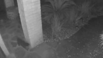 Une femme voit un chat sur ses images de vidéo surveillance, mais ce qui arrive ensuite la terrifie
