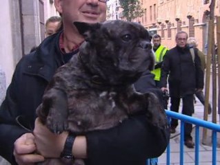 Cientos de animales, camino de la bendición