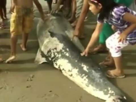 Misteriosa aparación de delfines muertos en Perú