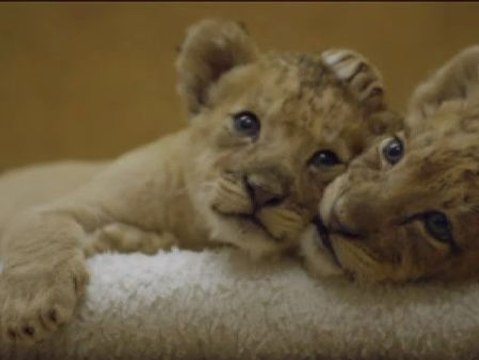Dos cachorros de león de origen africano se convierten en estrellas