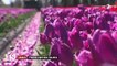 Landes : l'autre pays des tulipes
