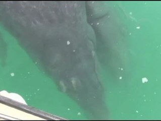 Descargar video: El inusual hallazgo de crías de ballena siamesas en México