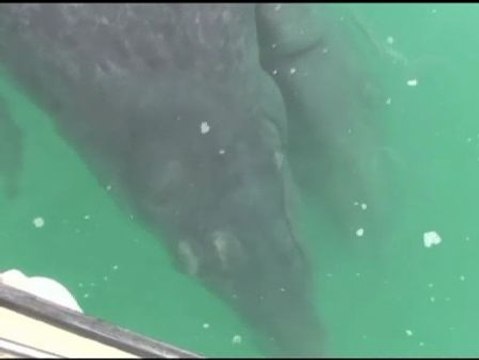 El inusual hallazgo de crías de ballena siamesas en México