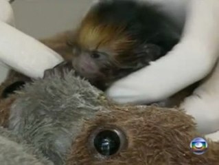 Alimentan con leche materna a un pequeño mono león dorado de un zoo