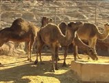 Ridley Scott da el día libre a los camellos de Exodus