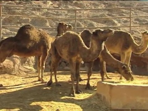 Ridley Scott da el día libre a los camellos de Exodus