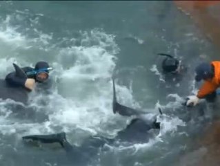 Caroline Kennedy condena la captura de delfines en Japón a través de Twitter