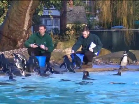 Toca recuento en el zoo de Londres