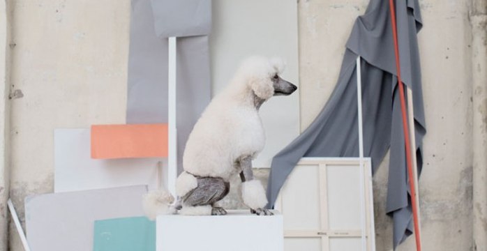 Una campaña clama contra el abandono de perros y gatos